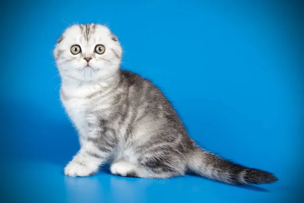 Studiofotografering Scottish Fold Stenografien Katt Färgad Bakgrund — Stockfoto