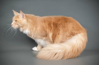 Bir Maine Coon Kedi renkli arka plan üzerinde fotoğraf stüdyosu