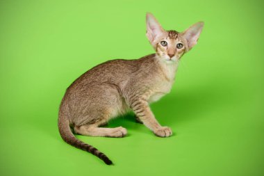 Oryantal bir kedi renkli arka plan üzerinde fotoğraf stüdyosu