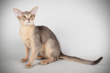 Renkli arka plan üzerinde bir Habeş kedisi fotoğraf stüdyosu 