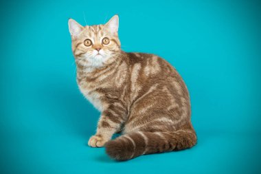 stüdyo fotoğrafçılığı renkli arka plan üzerinde bir İskoç düz stenografi kedi