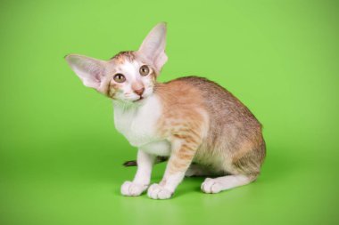 Oryantal bir kedi renkli arka plan üzerinde fotoğraf stüdyosu