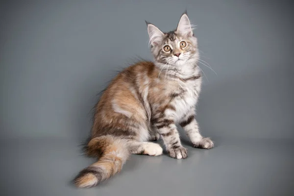 Studiové Fotografie Maine Coon Kočky Barevné Pozadí — Stock fotografie