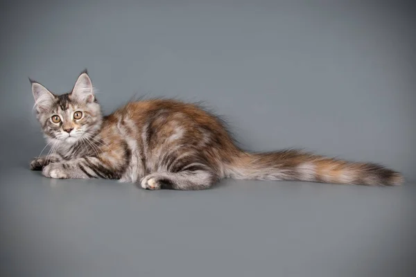 Bir Maine Coon Kedi Renkli Arka Plan Üzerinde Fotoğraf Stüdyosu — Stok fotoğraf