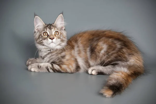 Studiofotografie Van Een Maine Coon Kat Een Gekleurde Achtergrond — Stockfoto