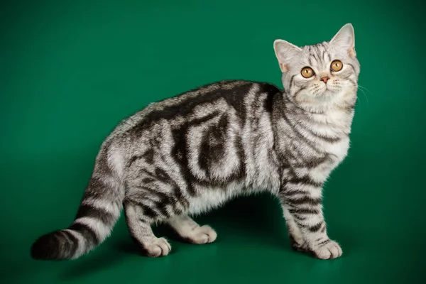一个苏格兰直短毛猫猫在彩色背景的演播室摄影 — 图库照片
