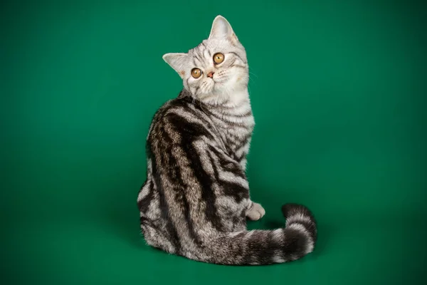 色付きの背景の上のスコットランドのストレートのショートヘア猫のスタジオ撮影 — ストック写真