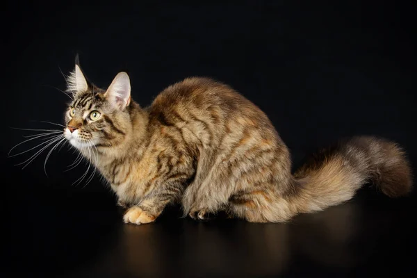 Studiofotografering Maine Coon Katt Färgad Bakgrund — Stockfoto