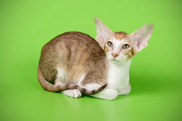 Oryantal Bir Kedi Renkli Arka Plan Üzerinde Fotoğraf Stüdyosu — Stok fotoğraf
