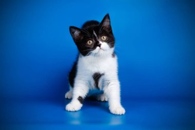 stüdyo fotoğrafçılığı renkli arka plan üzerinde bir İskoç düz stenografi kedi