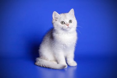 stüdyo fotoğrafçılığı renkli arka plan üzerinde bir İskoç düz stenografi kedi