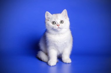 stüdyo fotoğrafçılığı renkli arka plan üzerinde bir İskoç düz stenografi kedi