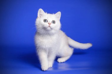 stüdyo fotoğrafçılığı renkli arka plan üzerinde bir İskoç düz stenografi kedi