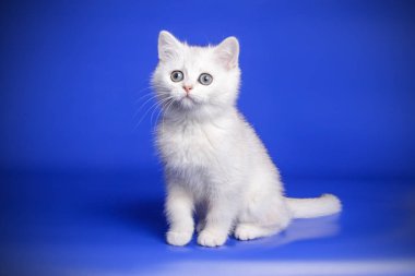 stüdyo fotoğrafçılığı renkli arka plan üzerinde bir İskoç düz stenografi kedi