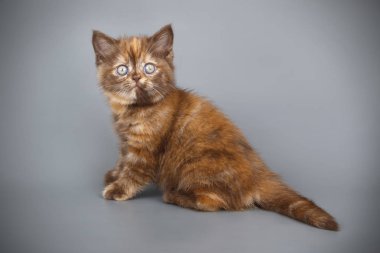 stüdyo fotoğrafçılığı renkli arka plan üzerinde bir İskoç düz stenografi kedi