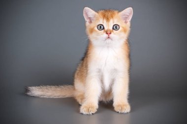 stüdyo fotoğrafçılığı renkli arka plan üzerinde bir İskoç düz stenografi kedi