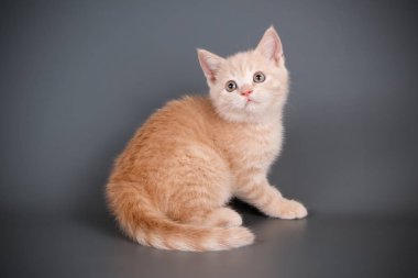 stüdyo fotoğrafçılığı renkli arka plan üzerinde bir İskoç düz stenografi kedi