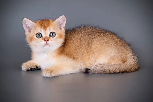 Fotografía Estudio Gato Escocés Taquigrafía Recta Sobre Fondos Color —  Fotos de Stock