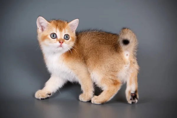 Fotografía Estudio Gato Escocés Taquigrafía Recta Sobre Fondos Color — Foto de Stock