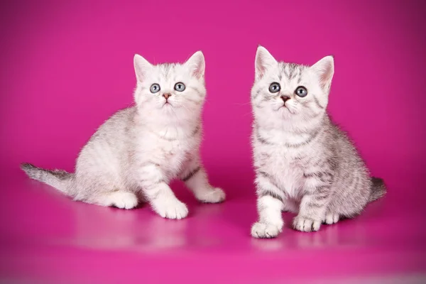 Studio Photography Scottish Straight Shorthair Cat Colored Backgrounds — Stock Photo, Image
