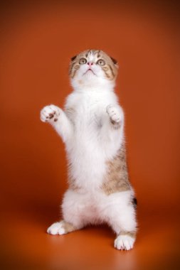 Bir İskoç fold stenografi kedi renkli arka plan üzerinde fotoğraf stüdyosu