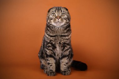 Bir İskoç fold stenografi kedi renkli arka plan üzerinde fotoğraf stüdyosu
