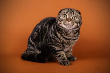 Bir İskoç fold stenografi kedi renkli arka plan üzerinde fotoğraf stüdyosu