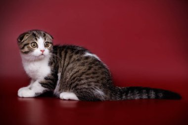 Bir İskoç fold stenografi kedi renkli arka plan üzerinde fotoğraf stüdyosu