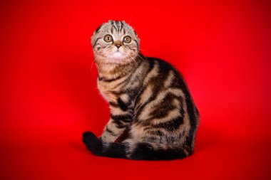 Bir İskoç fold stenografi kedi renkli arka plan üzerinde fotoğraf stüdyosu