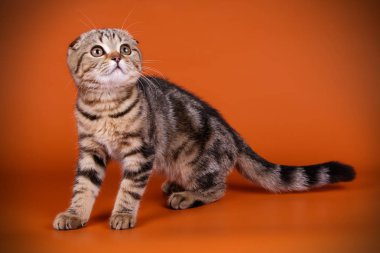 Bir İskoç fold stenografi kedi renkli arka plan üzerinde fotoğraf stüdyosu