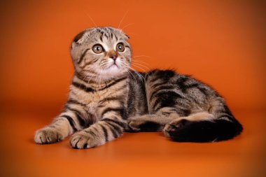 Bir İskoç fold stenografi kedi renkli arka plan üzerinde fotoğraf stüdyosu