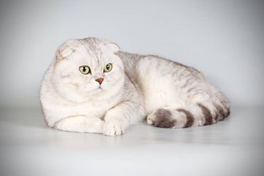 Bir İskoç fold stenografi kedi renkli arka plan üzerinde fotoğraf stüdyosu