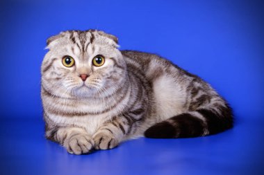 Bir İskoç fold stenografi kedi renkli arka plan üzerinde fotoğraf stüdyosu