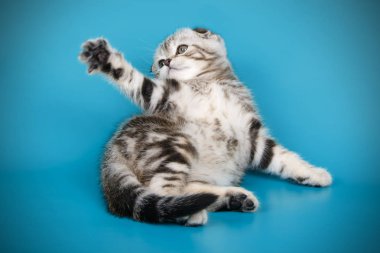 Bir İskoç fold stenografi kedi renkli arka plan üzerinde fotoğraf stüdyosu