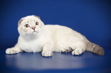 Bir İskoç fold stenografi kedi renkli arka plan üzerinde fotoğraf stüdyosu