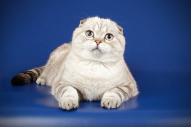 Bir İskoç fold stenografi kedi renkli arka plan üzerinde fotoğraf stüdyosu