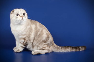 Bir İskoç fold stenografi kedi renkli arka plan üzerinde fotoğraf stüdyosu