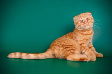 Bir İskoç fold stenografi kedi renkli arka plan üzerinde fotoğraf stüdyosu