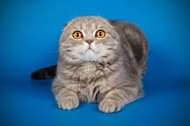 Bir İskoç fold stenografi kedi renkli arka plan üzerinde fotoğraf stüdyosu