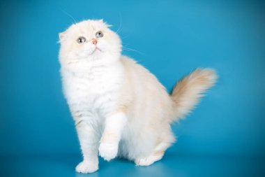 Bir İskoç fold stenografi kedi renkli arka plan üzerinde fotoğraf stüdyosu