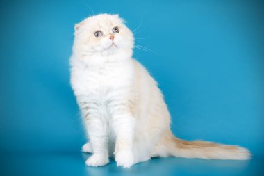 Bir İskoç fold stenografi kedi renkli arka plan üzerinde fotoğraf stüdyosu