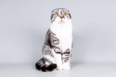 Bir İskoç fold stenografi kedi renkli arka plan üzerinde fotoğraf stüdyosu