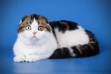 Bir İskoç fold stenografi kedi renkli arka plan üzerinde fotoğraf stüdyosu