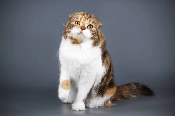 Fotografia Estúdio Gato Escocês Dobra Shorthair Fundos Coloridos — Fotografia de Stock