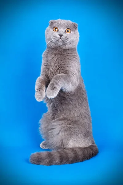 Студийная Фотография Шотландской Короткошерстной Кошки Цветном Фоне — стоковое фото