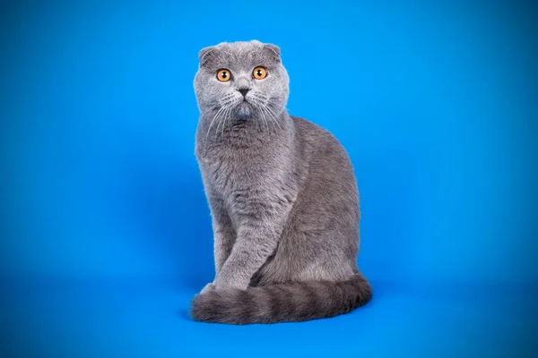 Studio Photography Scottish Fold Shorthair Cat Colored Backgrounds — Stock Photo, Image