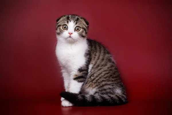 Fotografia Estúdio Gato Escocês Dobra Shorthair Fundos Coloridos — Fotografia de Stock