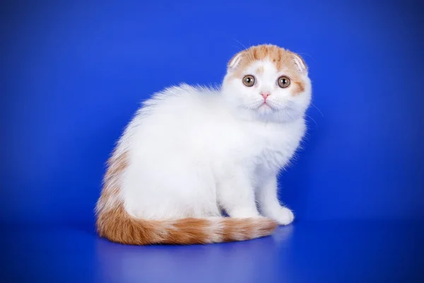 Fotografía Estudio Gato Taquigrafía Pliegue Escocés Sobre Fondos Color —  Fotos de Stock