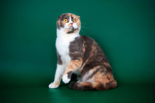 Fotografia Estúdio Gato Escocês Dobra Shorthair Fundos Coloridos — Fotografia de Stock