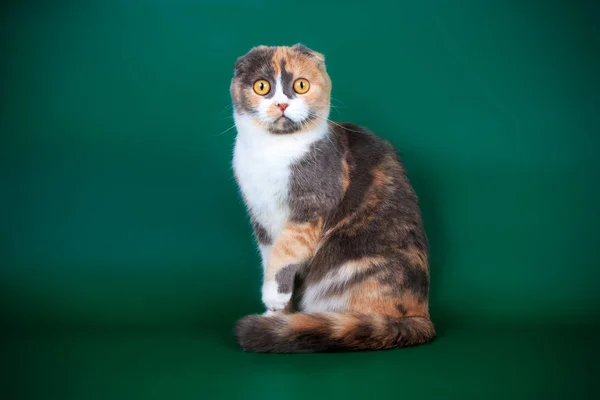 Studio Photography Scottish Fold Shorthair Cat Colored Backgrounds — Stock Photo, Image